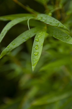 水珠竹叶