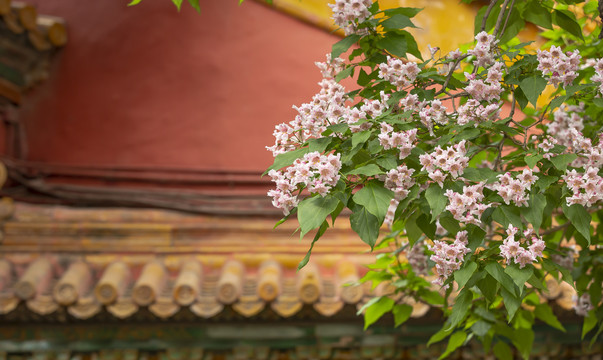 北京故宫御花园春天