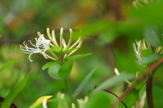 金银花