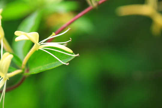 金银花