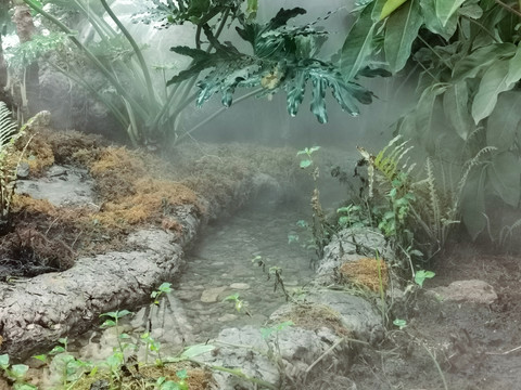 热带雨林