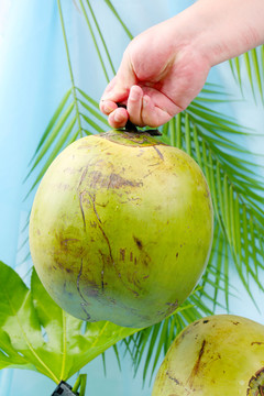 海南青皮椰子