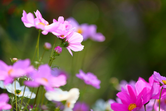 格桑花格桑花海