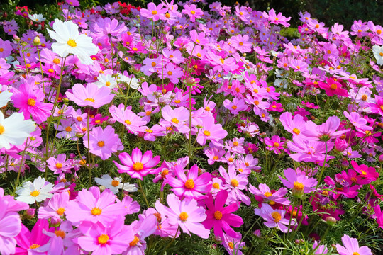 格桑花格桑花海