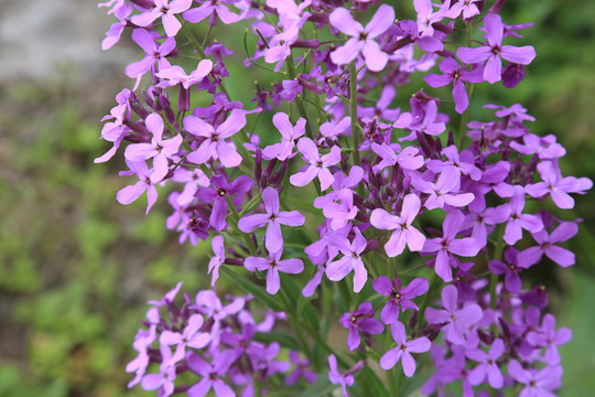 欧亚香花芥