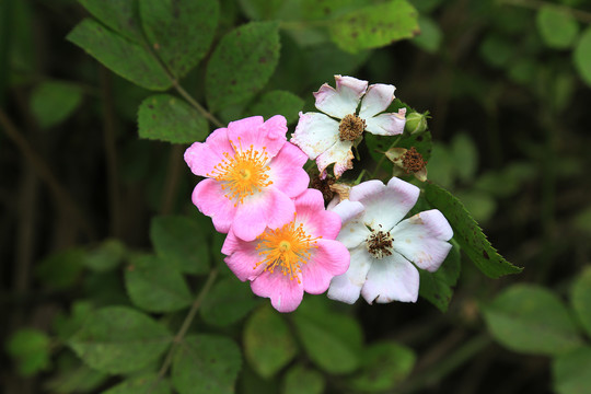 野蔷薇花