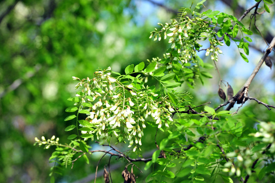 槐花树