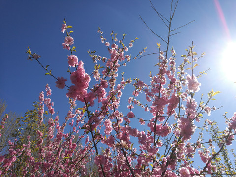 花卉