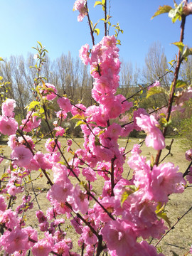 花卉