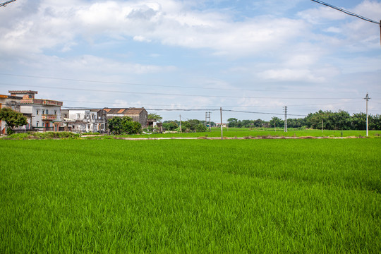 水稻田