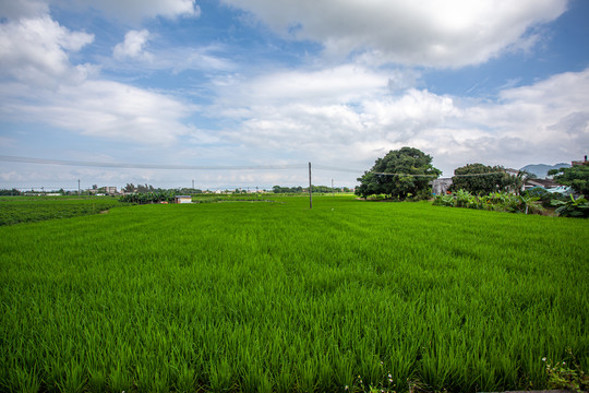 水稻田