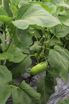 茄子植物