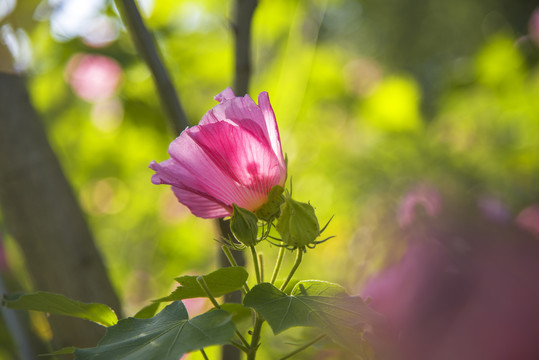 芙蓉花