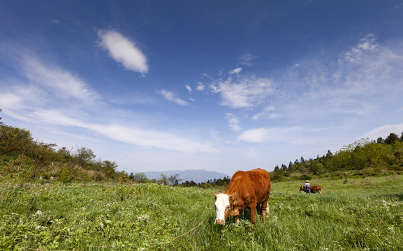 高山牧场