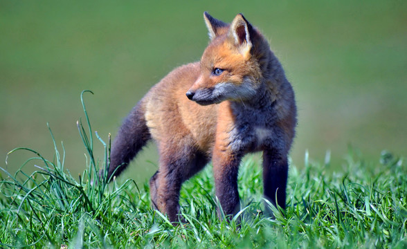 火狐红狐赤狐狐狸