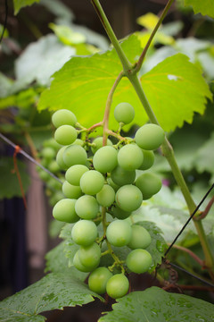 未成熟的葡萄