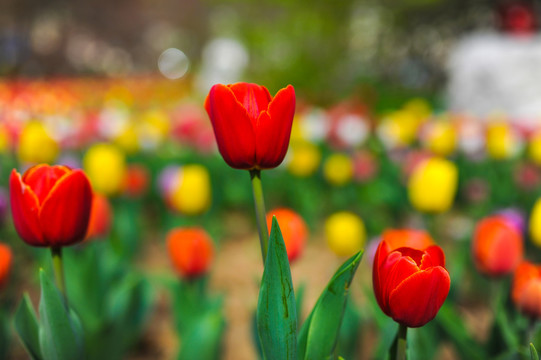 郁金香花