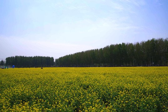 丰台王佐怪村西庐公园油菜花海