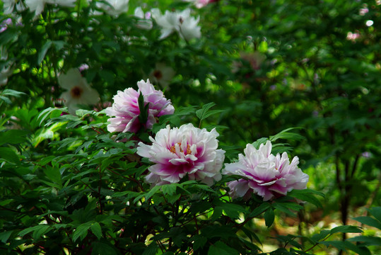 顺义仁和公园牡丹芍药展