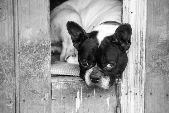 目露凶光的西班牙斗牛犬