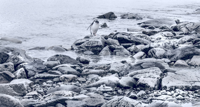 石滩上的南极企鹅