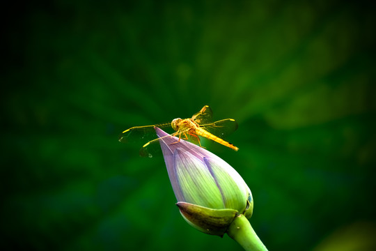 荷塘蜻蜓