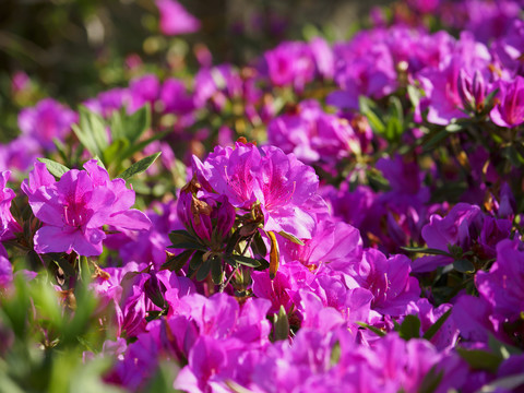 红杜鹃花