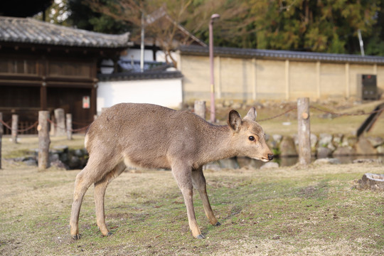 日本奈良公园梅花鹿