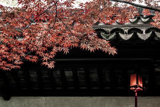 红色枫叶中式建筑