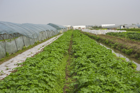 温室蔬菜大棚基地