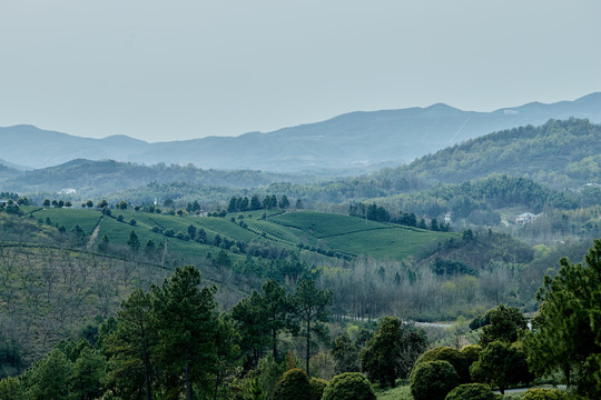 高山茶田