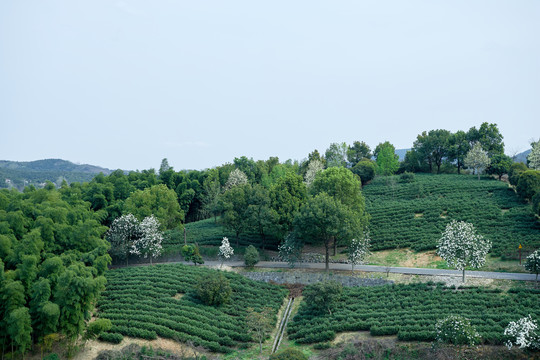 高山茶田基地