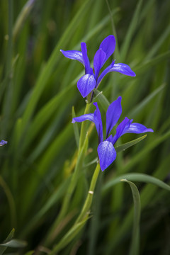 马兰花