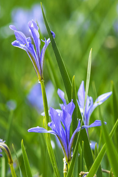 马兰花