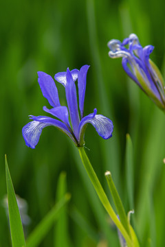 马兰花