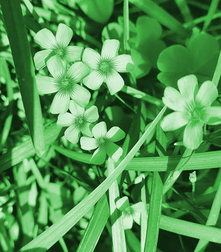 野菊花