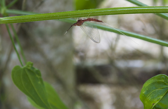 蜉蝣