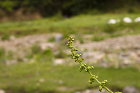 酸模