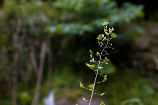 荠菜