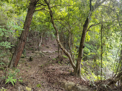 野生杨梅树