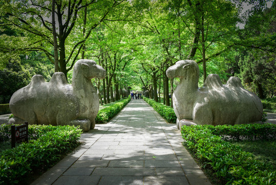 南京明孝陵骆驼