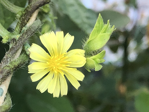黄色小菊花