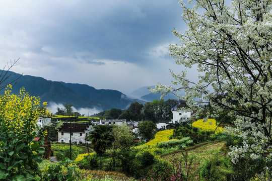 婺源江岭油菜花