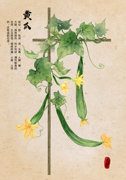 黃瓜