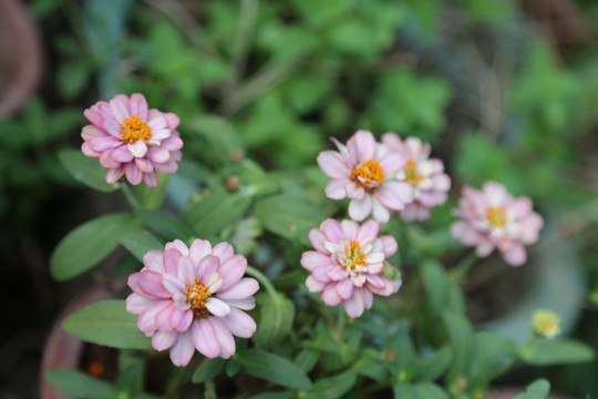 百日菊