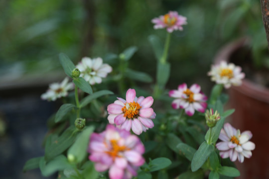 百日菊