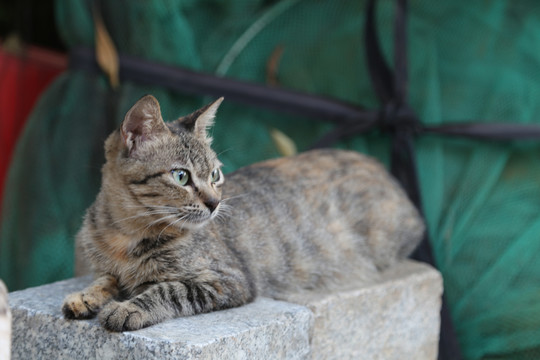 静坐的猫