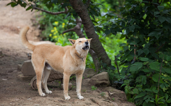 中华田园犬