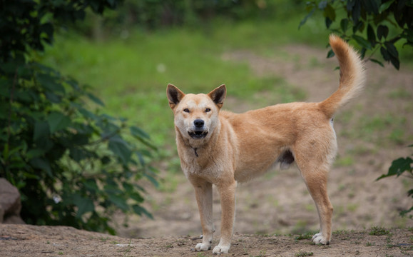 土狗