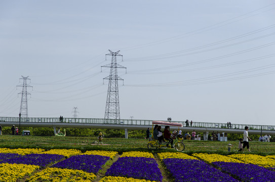 公园花海游人